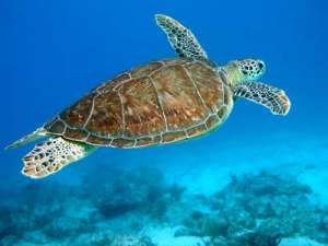 Морская черепаха. Фото: http://www.earthsfriends.com