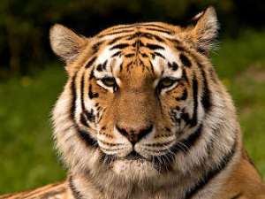 Уссурийский тигр - один из видов, находящихся на грани вымирания. Фото пользователя S. Taheri с сайта wikipedia.org 