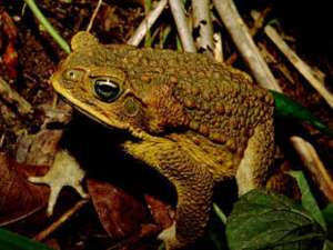 Взрослая жаба Bufo marinus. Фото с сайта columbia.edu