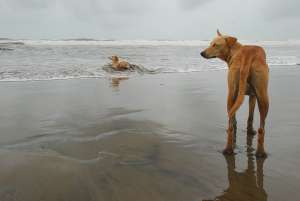 Бездомные собаки на берегу океана. Фото: http://ogoa.ru
