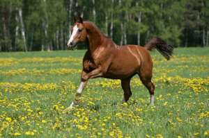 Лошадь. Фото: http://lovehorse.ucoz.ru