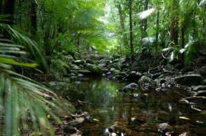 Тропический лес. Фото: http://www.cairnsunlimited.com