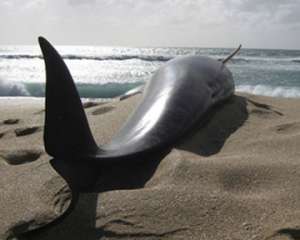 Более 30 черных дельфинов выбросились на берег в Ирландии. Фото: http://podrobnosti.ua