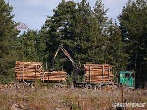 Лесное хозяйство в России до сих пор далеко от принципов устойчивого лесопользования. Фото: Greenpeace