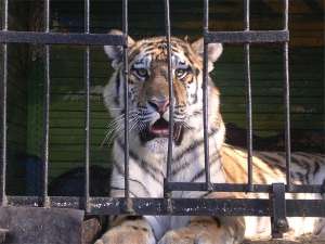 Тигр в клетке. Фото: http://ngs.ru