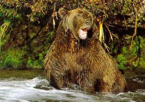 Медведь. Фото: http://www.zoobiz.ru