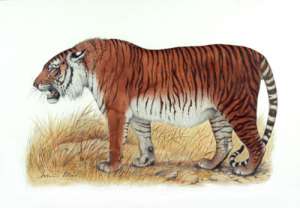 Туранский тигр. Фото: http://year5.skola.edu.mt