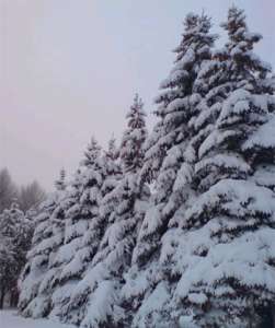Елки в снегу. Фото: http://www.1001elka.ru
