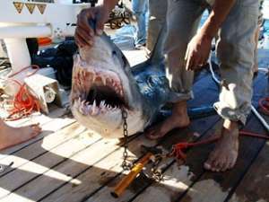 Угроза нападения акул на купающихся в Красном море туристов по-прежнему высока в Египте, так как в Шарм-эш-Шейхе были убиты не те хищники, которые напали на россиян. Фото: http://reuters.com