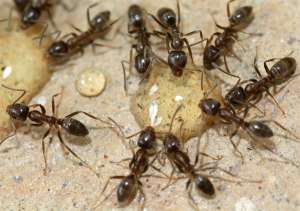 Аргентинские муравьи набросились на мёд. (Фото aroid / http://www.flickr.com/photos/selago/)