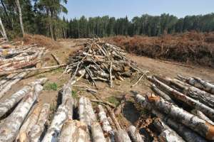 Вырубка Химкинского леса. Фото: http://gzt.ru