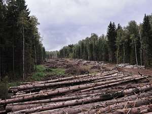 Вырубка Химкинского леса. Фото: http://realty.vz.ru