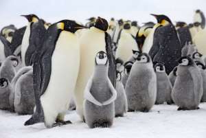 Императорские пингвины. Фото: http://bigpicture.ru
