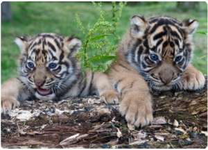 Тигрята. Фото: http://www.zoopicture.ru