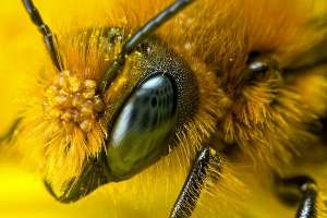 Пчелиные вирусы начали заражать дикие популяции. Фото: http://www.flickr.com/photos/dalantech/