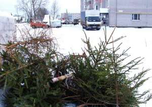 Выброшенные новогодние елки. Фото: http://tsn.ua
