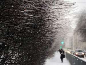 Обледенелые деревья в Москве. Фото ©AFP