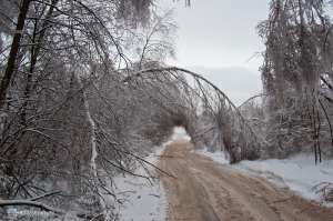 Деревья, поваленные из-за ледяного дождя. Фото: http://lifewatch.ru