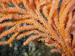 Горгониевый коралл Primnoa resedaeformis (фото Fisheries and Oceans Canada).