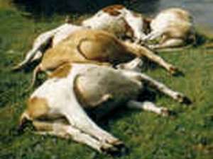 В американском штате Висконсин произошел массовый падеж крупного рогатого скота. Фото: http://thesop.org/