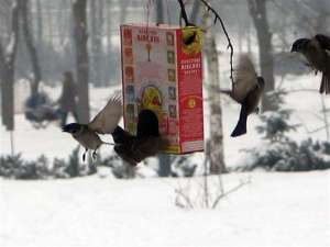 Подкормка птиц зимой. Фото: http://www.novostinz.com
