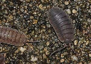 Isopoda. Фото: ВикипедиЯ