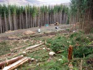 Вырубка леса. Фото: http://gzt.ru