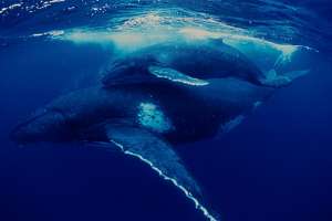 Серый кит с детенышем. Фото: http://www.greenpeace.org