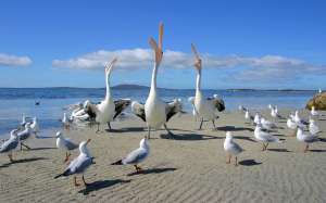 Пеликаны и чайки. Фото: http://zelgan.ucoz.ru