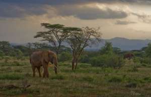 Национальный заповедник Самбуру. Кения. Фото: http://bigpicture.ru