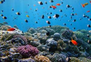 Коралловые рифы. Фото: http://www.vegetarian.ru