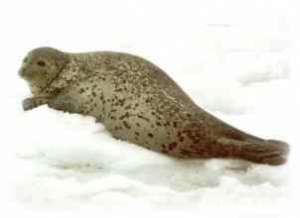 Пятнистый тюлень. Фото: http://www.fegi.ru