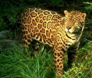 Леопард. Фото: http://easycat.ru
