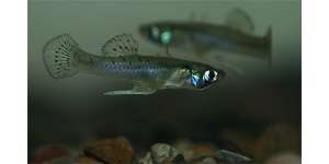 Знаменитая рыбка Gambusia holbrooki, из-за своей способности уничтожать малярийных комаров акклиматизированная во многих частях света, теперь приняла участие в экспериментах по коллективному поведению. Фото с сайта uq.edu.au