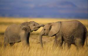 Слоны. Фото: http://www.zambezi.ru