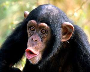 Вот так номер! Шимпанзе — чемпионы по «маскулинности». (Фото Primates.com.)