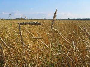 Пшеничное поле. Фото: http://www.kavkaz-uzel.ru