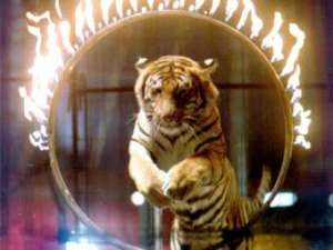 Цирковой тигр. Фото: http://www.aif.ru