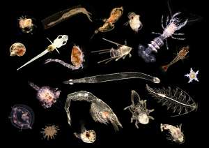 Разнообразие планктона (иллюстрация Yannemann).