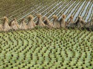Рис является основной пищей для трёх миллиардов землян. (Фото Louis Mazzatenta / National Geographic Society / Corbis.) 