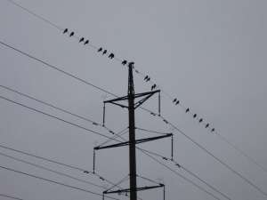 Птицы на проводах. Фото: http://www.6fotok.ru
