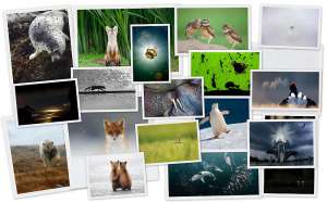Снимки дикой природы с конкурса &quot;Золотая Черепаха&quot;. Фото: http://bigpicture.ru