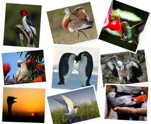 Птичьи рекорды: самые-самые птицы. Фото: http://loveopium.ru
