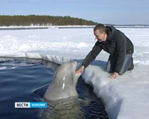 На Белом море открыт &quot;санаторий&quot; для белух. Фото: Вести.Ru