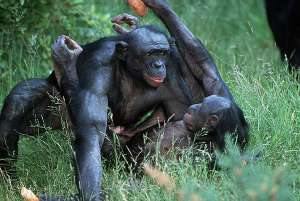 Дружелюбные бонобо (фото Martin Harvey). Фото с сайта  http://science.compulenta.ru/