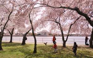 Фестиваль цветущей вишни в США. Фото: http://bigpicture.ru