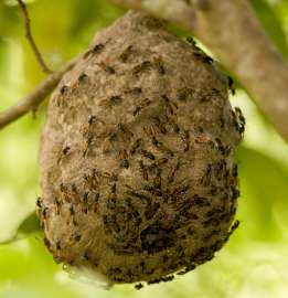 Гнездо осы Polybia rejecta, снятое в Гвиане (фото smccann).