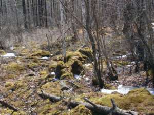 Лес и мусор в лесу. Фото: http://www.ntm-tv.ru