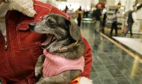 В Иране объявили войну собакам. Фото: http://www.mignews.com