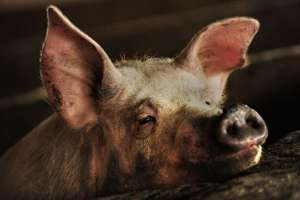 Чума свиней. Фото: http://tsn.ua